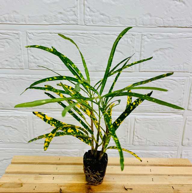 その他観葉植物 tomirio Amazon｜東京寿園 パキラ 観葉植物 本物 ミニ ハイドロ