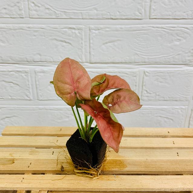 フィカス エラスティカ ティネッケ 高さ140cm 楽天市場】（観葉植物）フィカス エラスティカ ティネッケ 4号
