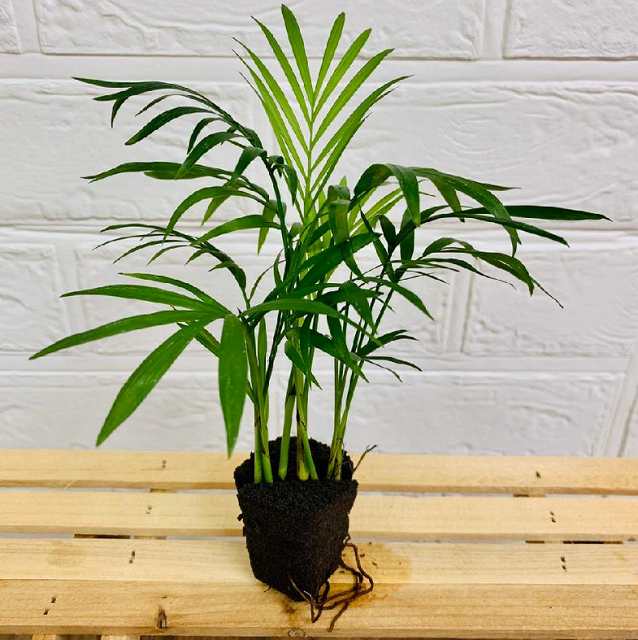 交換苗 テーブルヤシ - おしゃれな観葉植物通販サイト「ミドリエ