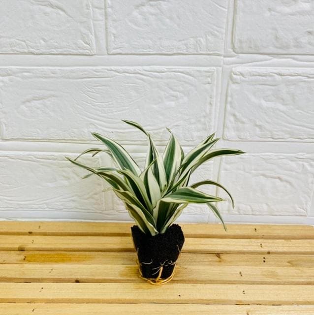 交換苗 ドラセナチャヤ - おしゃれな観葉植物通販サイト「ミドリエ