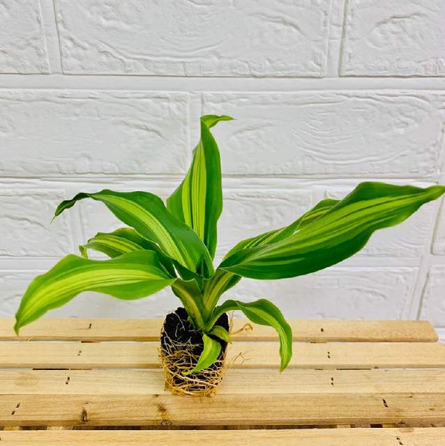 交換苗 ドラセナフレグランスゴールドコード おしゃれな観葉植物通販サイト ミドリエオンラインストア
