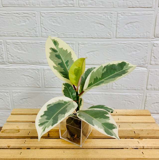 交換苗 フィカス エラスティカ ティネケ - おしゃれな観葉植物通販