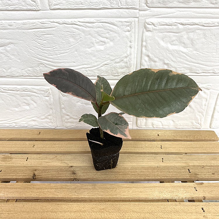 交換苗 フィカスルビー - おしゃれな観葉植物通販サイト「ミドリエ