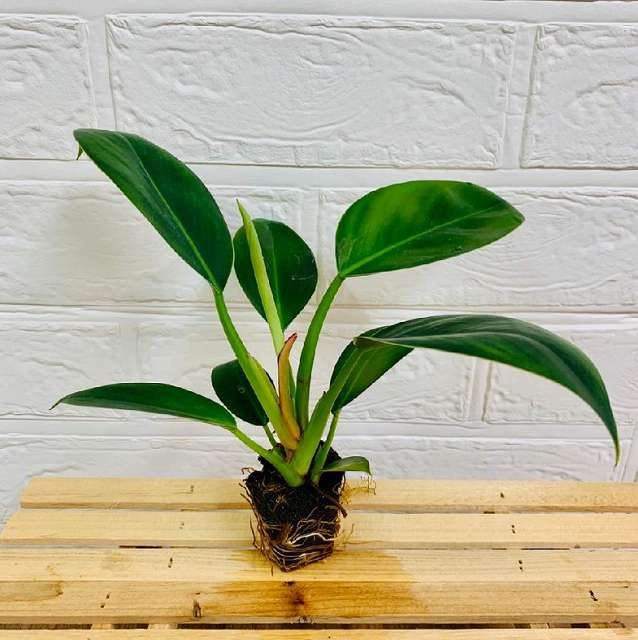 交換苗 フィロデンドロンロジョコンゴ - おしゃれな観葉植物通販サイト