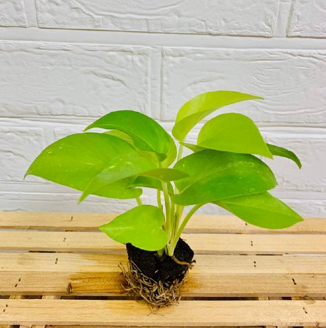 交換苗 ポトスライム - おしゃれな観葉植物通販サイト「ミドリエ