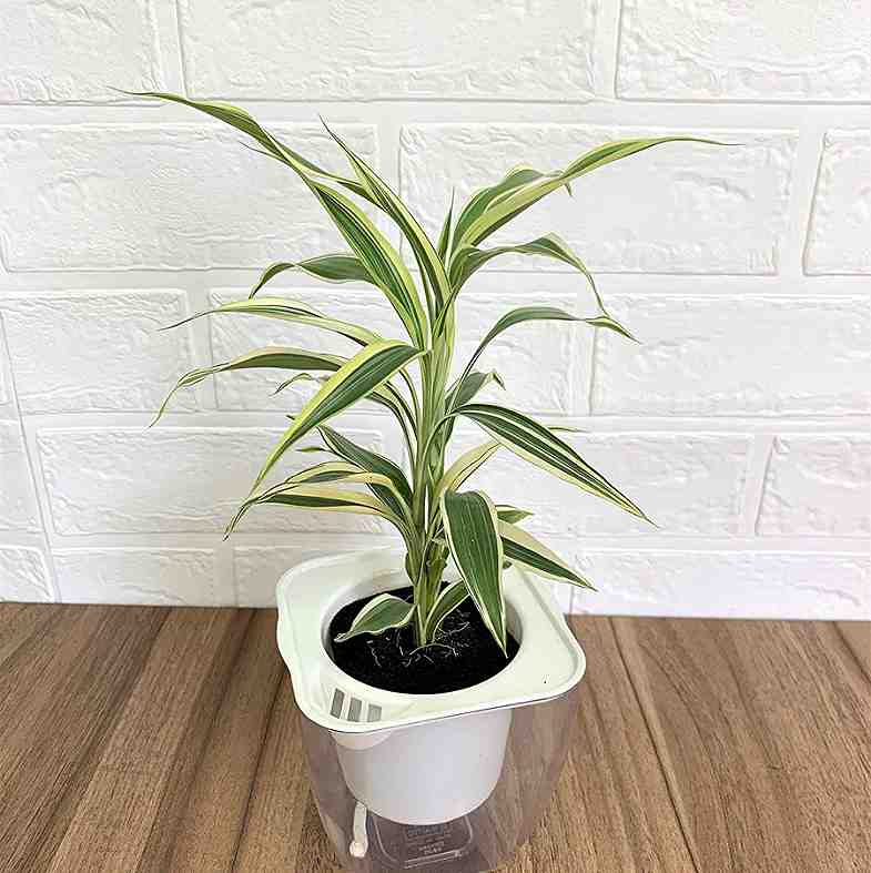 ݥåȡ ɥ饻 ̵ݥåȡA꡼ 06