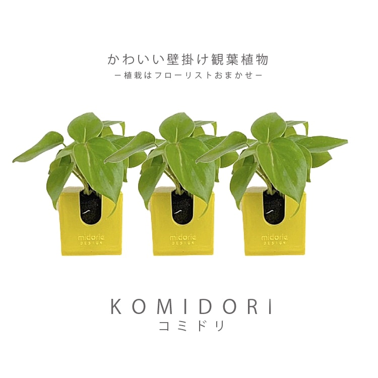 壁に掛けられる観葉植物】コミドリ3点セット(植栽おまかせ) セット