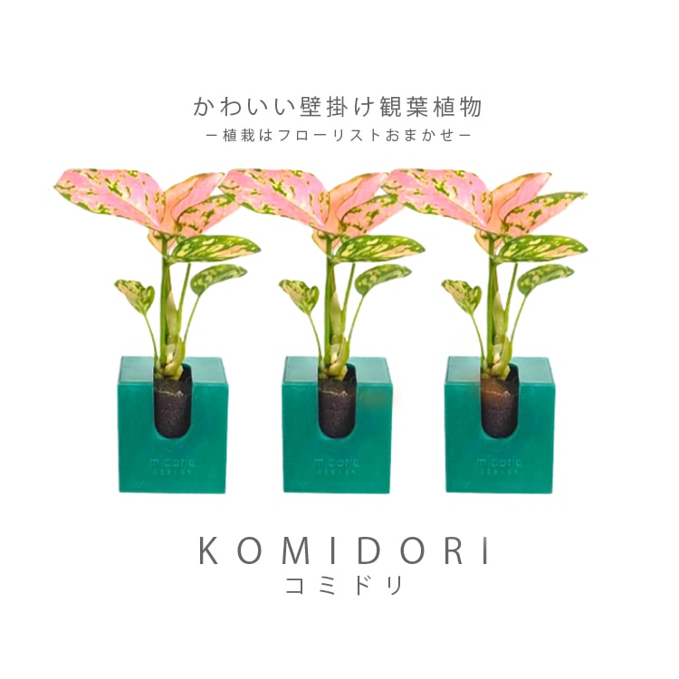 壁に掛けられる観葉植物】コミドリ3点セット(植栽おまかせ) セット