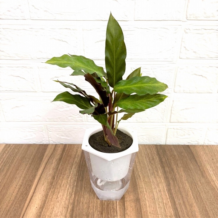 イージーポット カラテア ルフィバルバ 底面給水ポット Mシリーズ 02