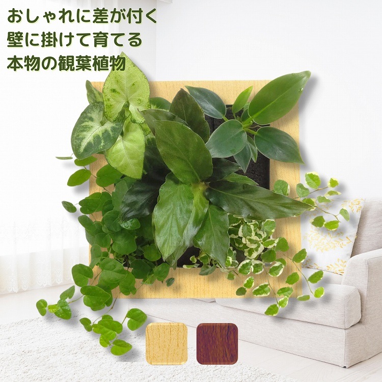 木目調 カラテア ルフィバルバ モデル Frame aミドリエ すべての商品観葉植物 ミドリエオンラインストア