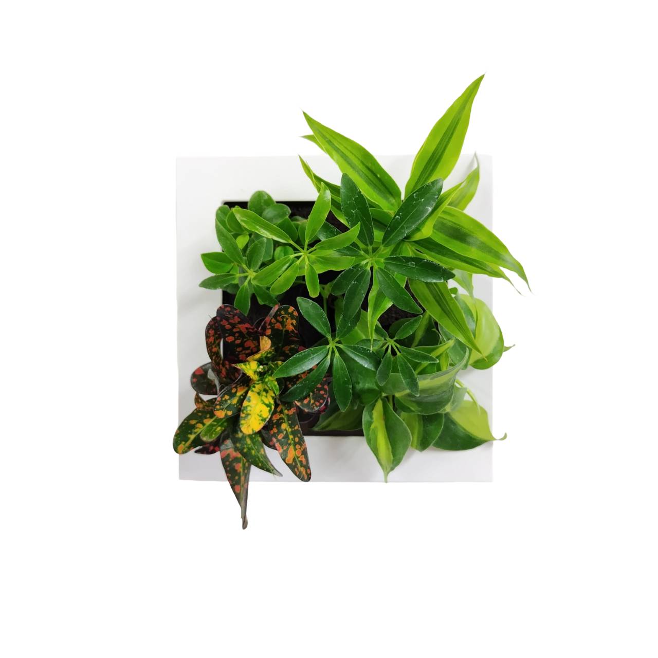 シェフレラ緑 モデル FRAME SP24E - おしゃれな観葉植物通販サイト