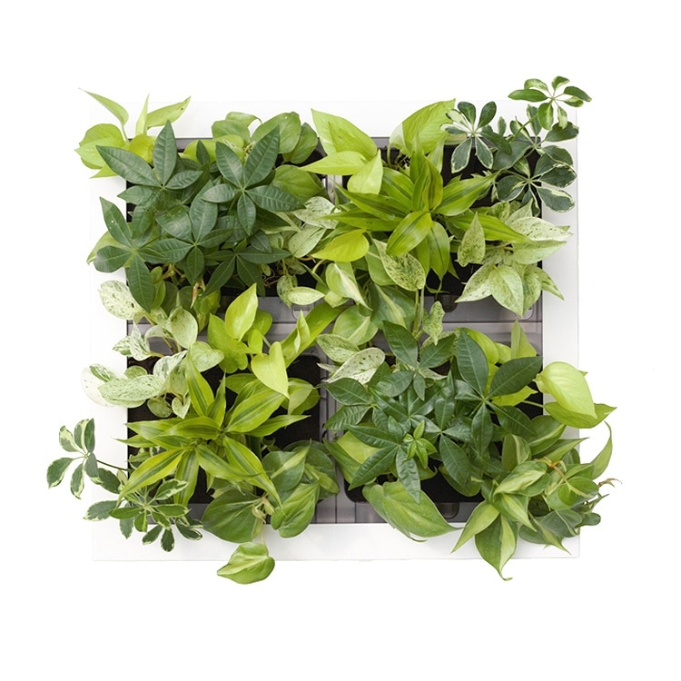 ʪδտʪ  祵 ꡼ GREET21W1