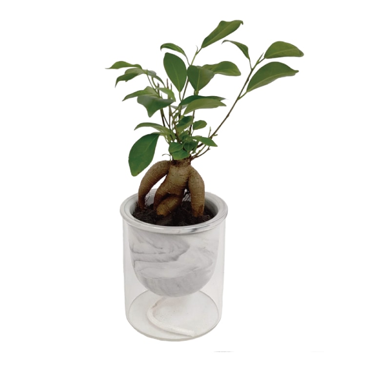 ガジュマル 観葉植物 そのまま発送② 観葉植物の販売・ギフト