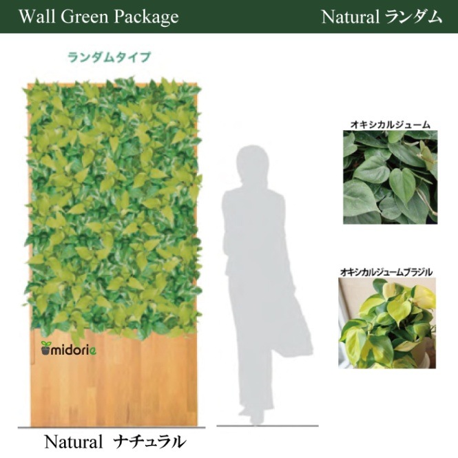 壁面緑化パッケージモデル Natural ランダム - おしゃれな観葉植物通販