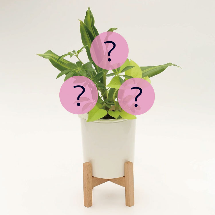 �����̵��POT��POT-T �󤻿��������٤�POT���顼����ʪ��Ǥ����