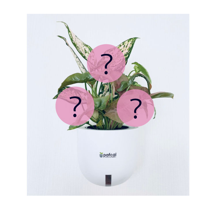 里帰りの小壺　　お値下げ 底面給水POT】POT-E 寄せ植え (植物お任せ) - おしゃれな観葉植物通販
