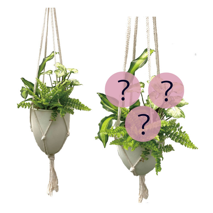 底面給水POT】Hanging-B 寄せ植えセット（植物お任せ
