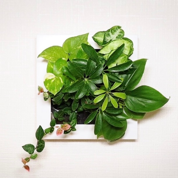 シェフレラ シェフレラ モデル FRAME 24Z1 - おしゃれな観葉植物通販サイト