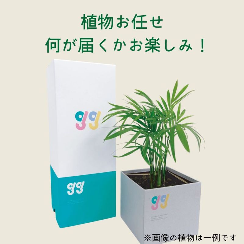 ʪǤ Box Vase