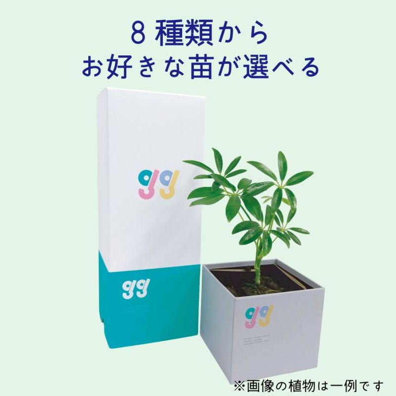 ʪ٤ Box Vase