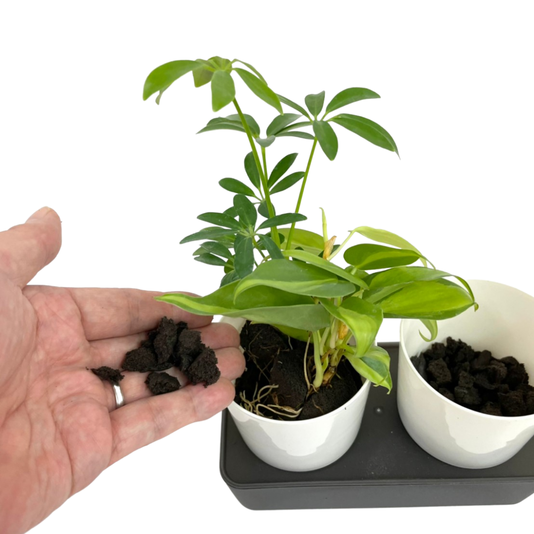 ̵POTPOT-Q 󤻿åȡʿʪǤ