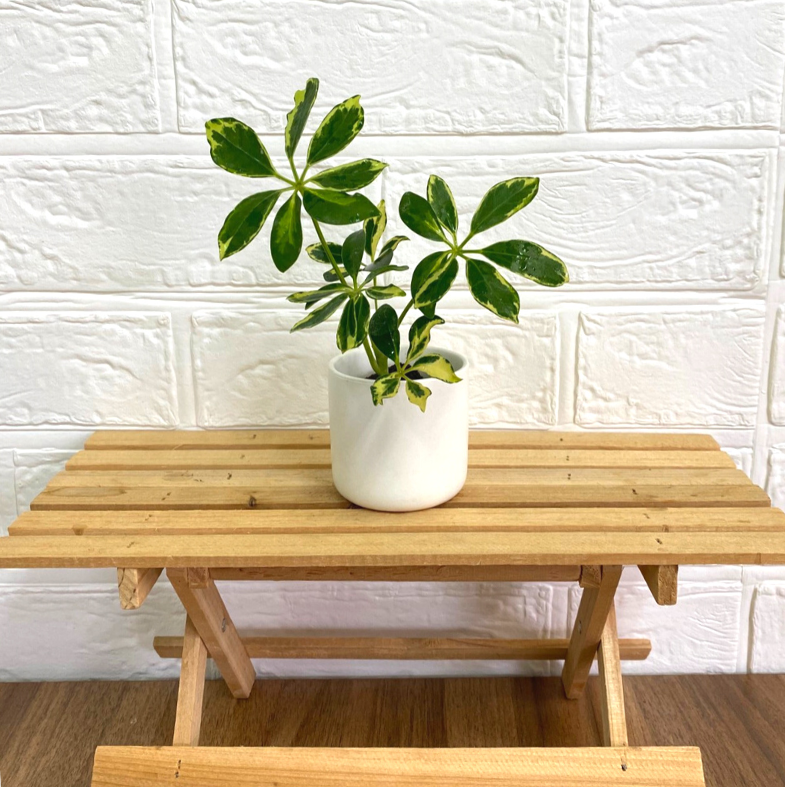 ���ġ������ե��������