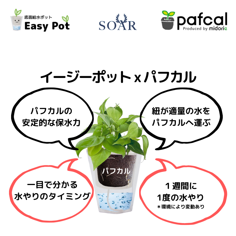 ̵POTPOT-S 󤻿åȡʿʪǤ