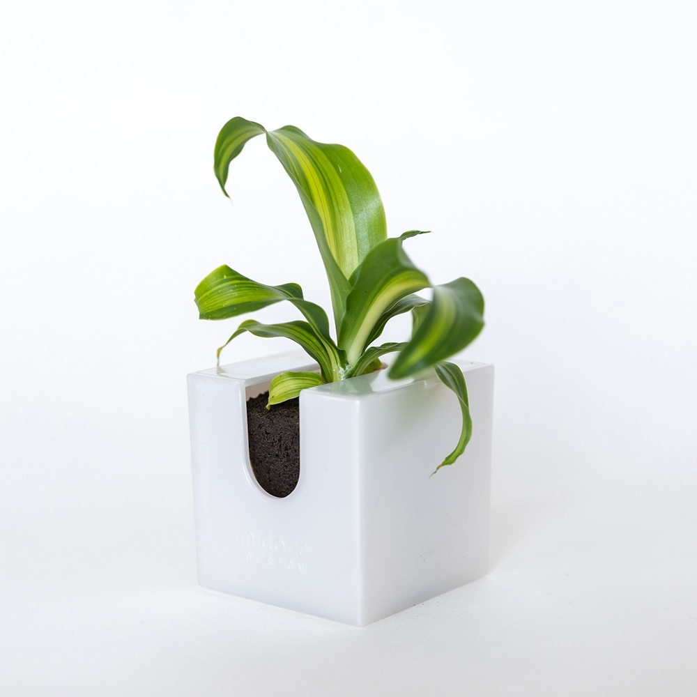 ñ䳫!ۤɤˤǤ㤦!!ɤ˳ݤ뤫襤տʪΥߥɥ꤬1ǽ!(Ϥޤ)  ñ/ߥɥꥨ/Midorie/ߥɥ/Ѵտʪ/ѥե/Pafcal