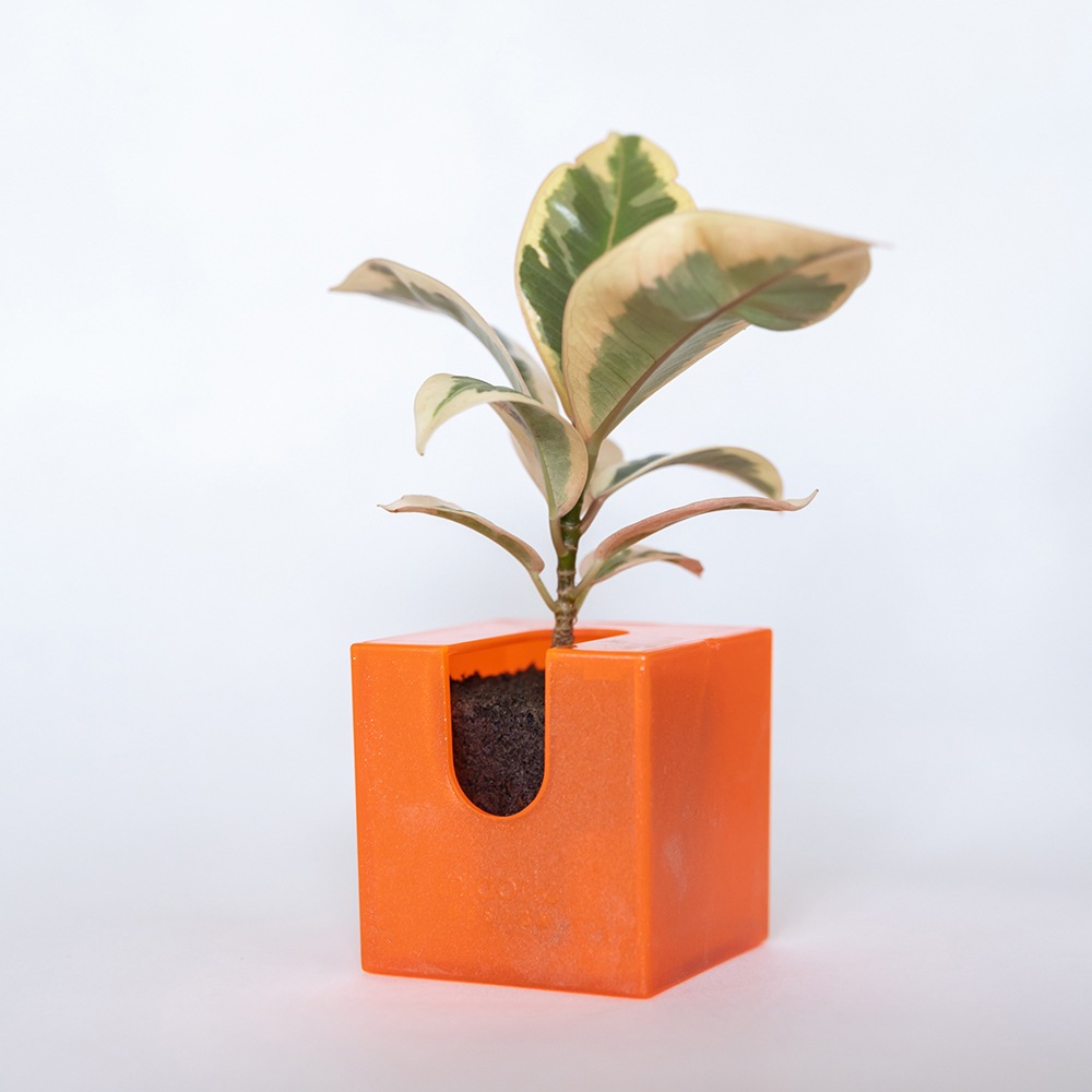 ñ䳫!ۤɤˤǤ㤦!!ɤ˳ݤ뤫襤տʪΥߥɥ꤬1ǽ!(Ϥޤ)  ñ/ߥɥꥨ/Midorie/ߥɥ/Ѵտʪ/ѥե/Pafcal