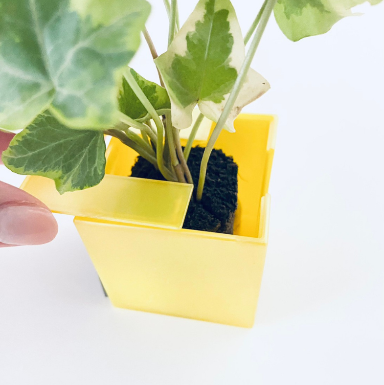 ñ䳫!ۤɤˤǤ㤦!!ɤ˳ݤ뤫襤տʪΥߥɥ꤬1ǽ!(Ϥޤ)  ñ/ߥɥꥨ/Midorie/ߥɥ/Ѵտʪ/ѥե/Pafcal