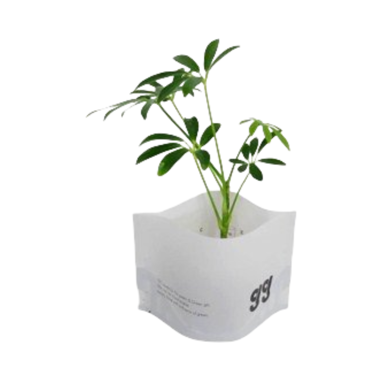 �ѥե�����å� 0.5L�ʵ�̾�Ρ��ѥե��륽�����