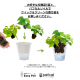 �����̵��POT��POT-B ���٤륫�顼 ñ��(�ġ��ѥե���ʤ�)