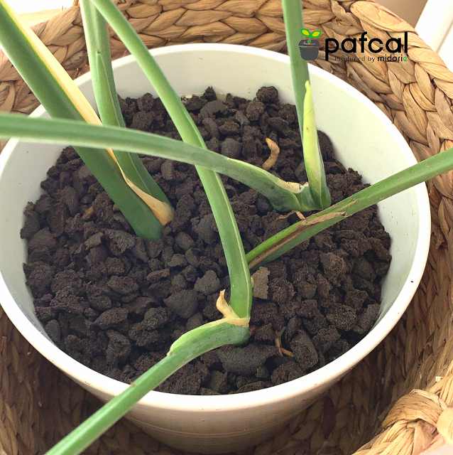 �ѥե�����å� 0.3L�ʵ�̾�Ρ��ѥե��륽�����