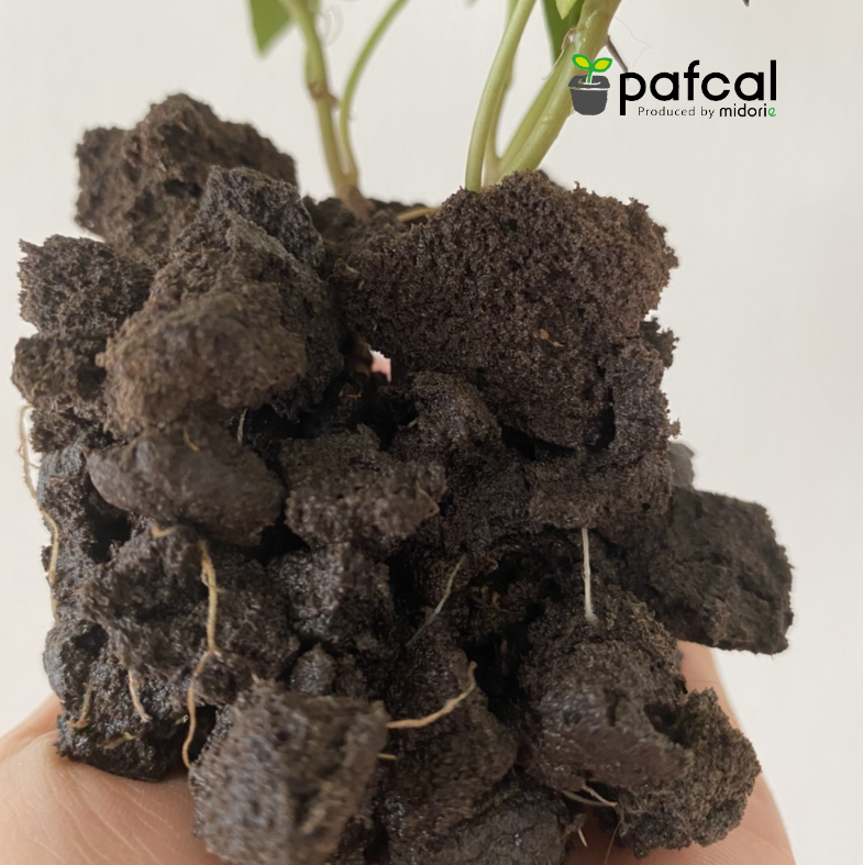 �ѥե�����å� 0.3L�ʵ�̾�Ρ��ѥե��륽�����