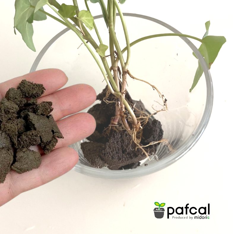 �ѥե�����å� 0.3L�ʵ�̾�Ρ��ѥե��륽�����