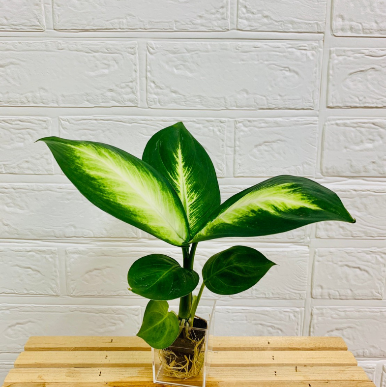 ���ġ��ǥ��ե���Х��� �ȥ��ԥå� �ޥꥢ��̡�