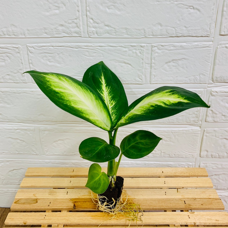 ���ġ��ǥ��ե���Х��� �ȥ��ԥå� �ޥꥢ��̡�