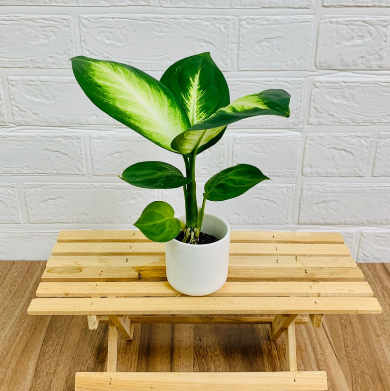 ���ġ��ǥ��ե���Х��� �ȥ��ԥå� �ޥꥢ��̡�