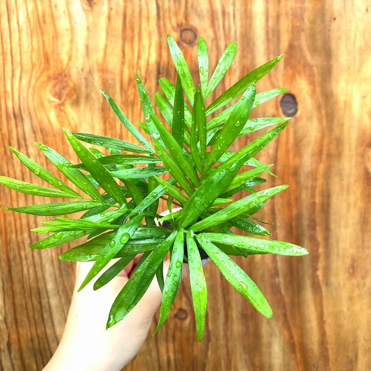 ���ġ��ơ��֥�䥷