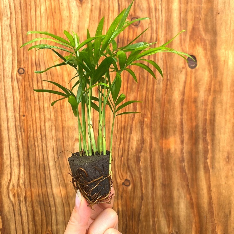 ���ġ��ơ��֥�䥷