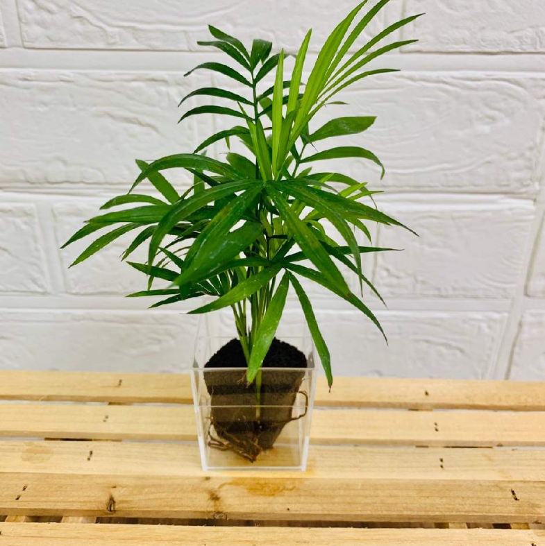 ���ġ��ơ��֥�䥷