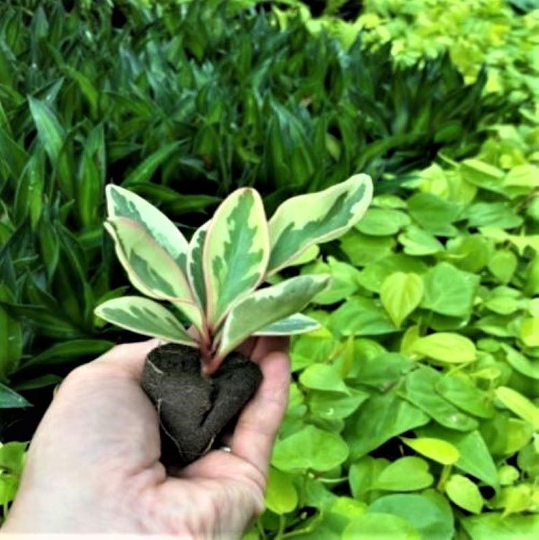 ���ġ��ơ��֥�䥷