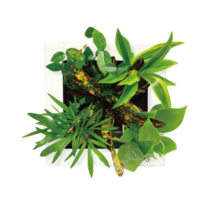 ȥ֥åե䡼 ǥ FRAME 20M1