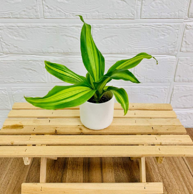 ġɥ饻ʥե쥰󥹥ɥ