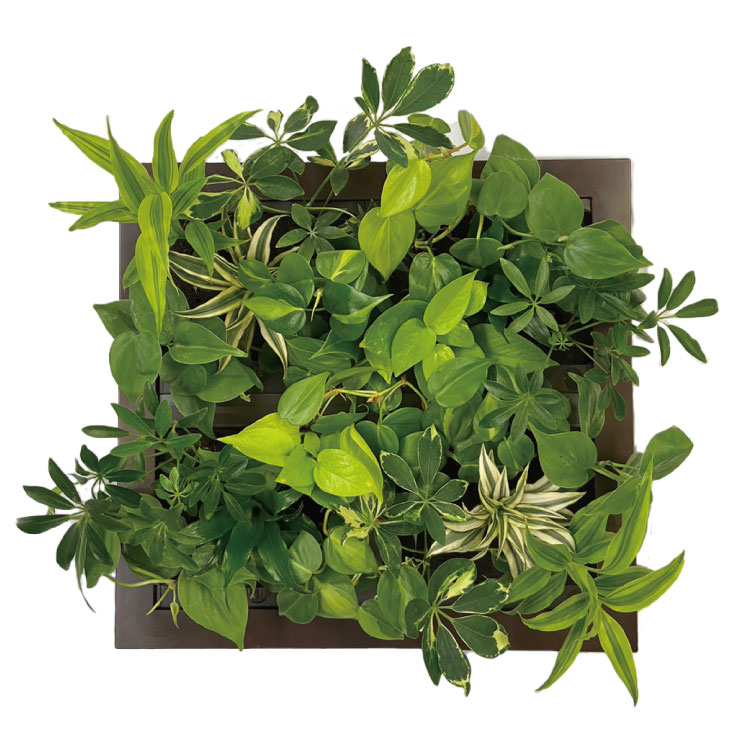 ļ Թ缼 祵 ꡼ GREET23W