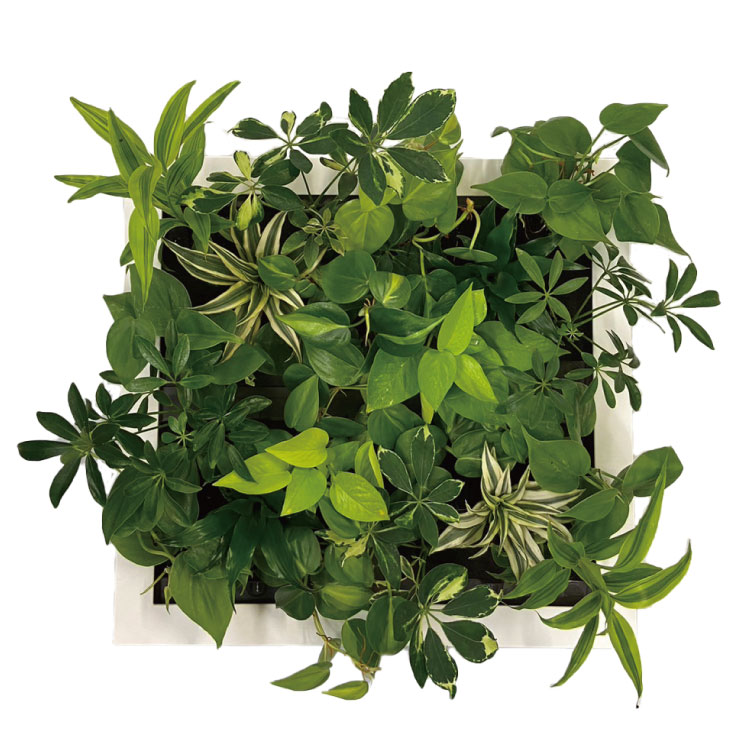 ļ Թ缼 祵 ꡼ GREET23W