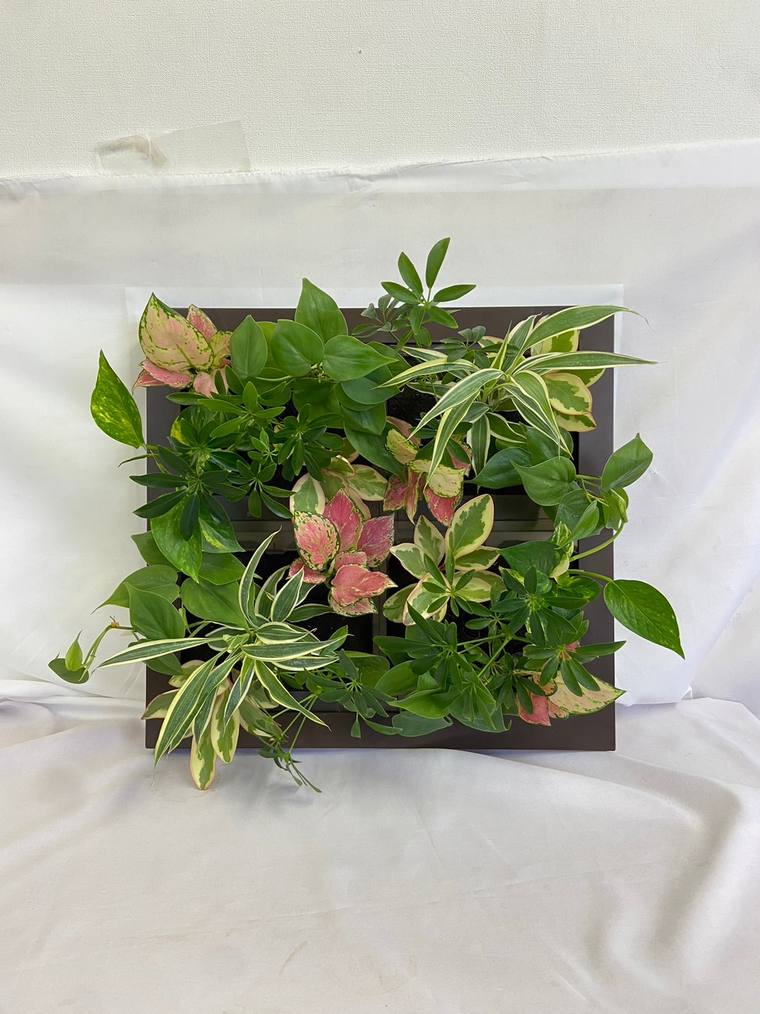 ļ Թ缼 祵 ꡼ GREET23W