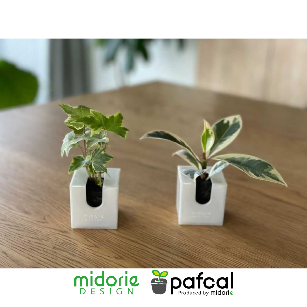 ڤޤåȡ ߥɥ åȥǥ  