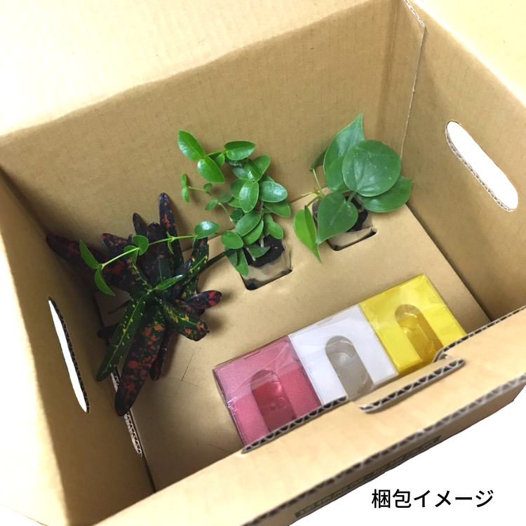 ڤޤåȡ ߥɥ åȥǥ  