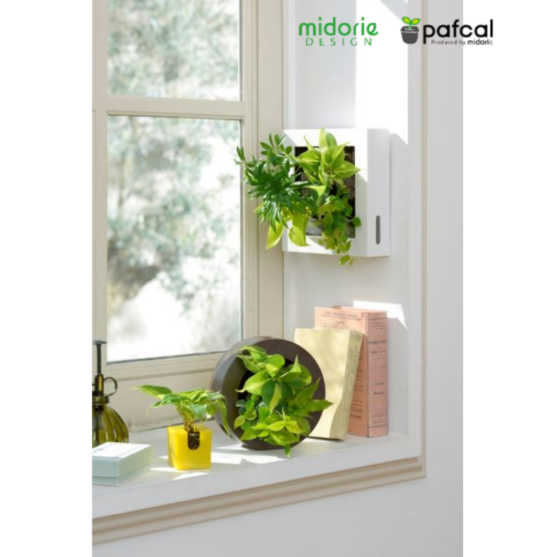 ڤޤåȡ ߥɥ åȥǥ  